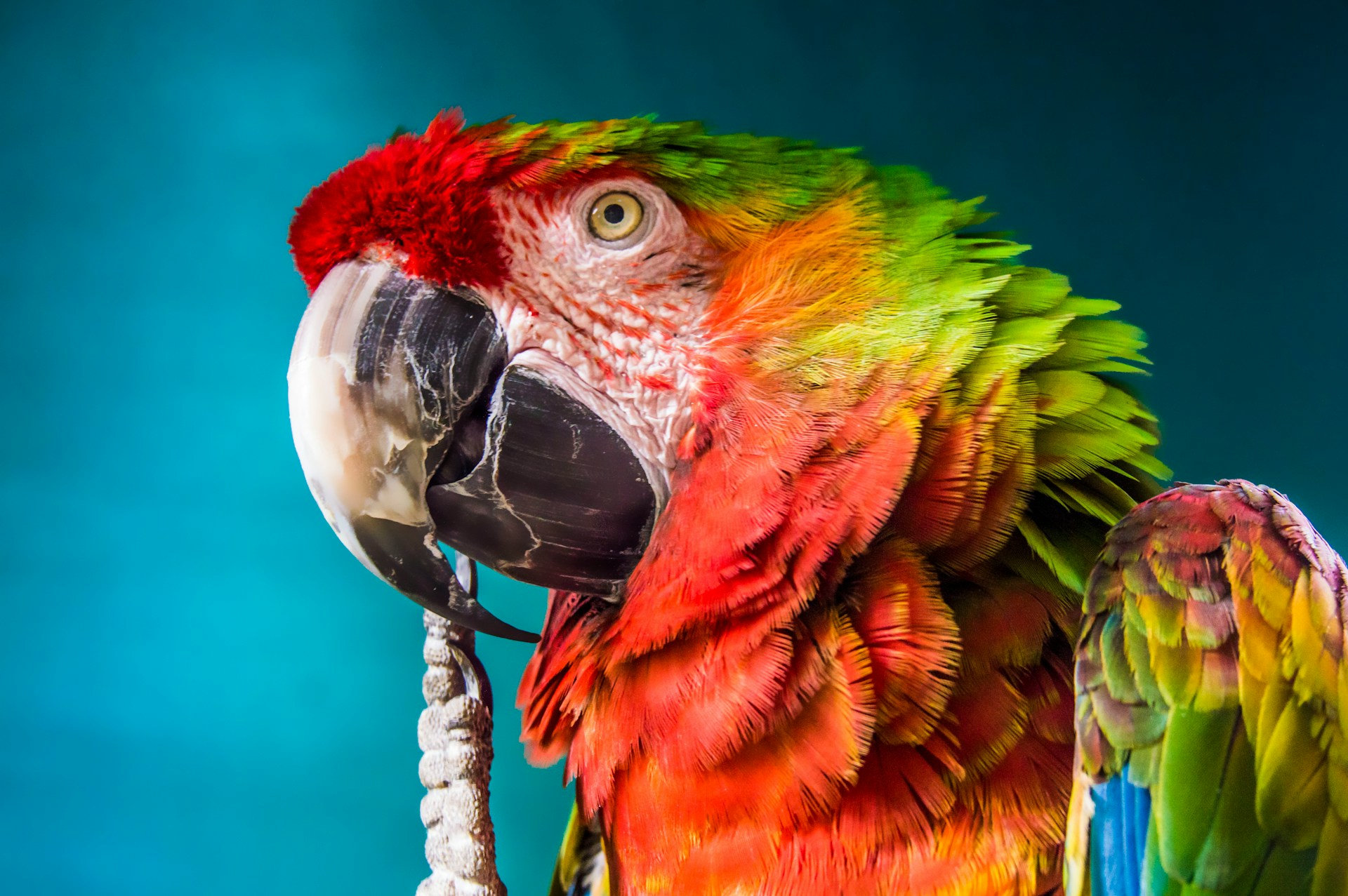 Parrot