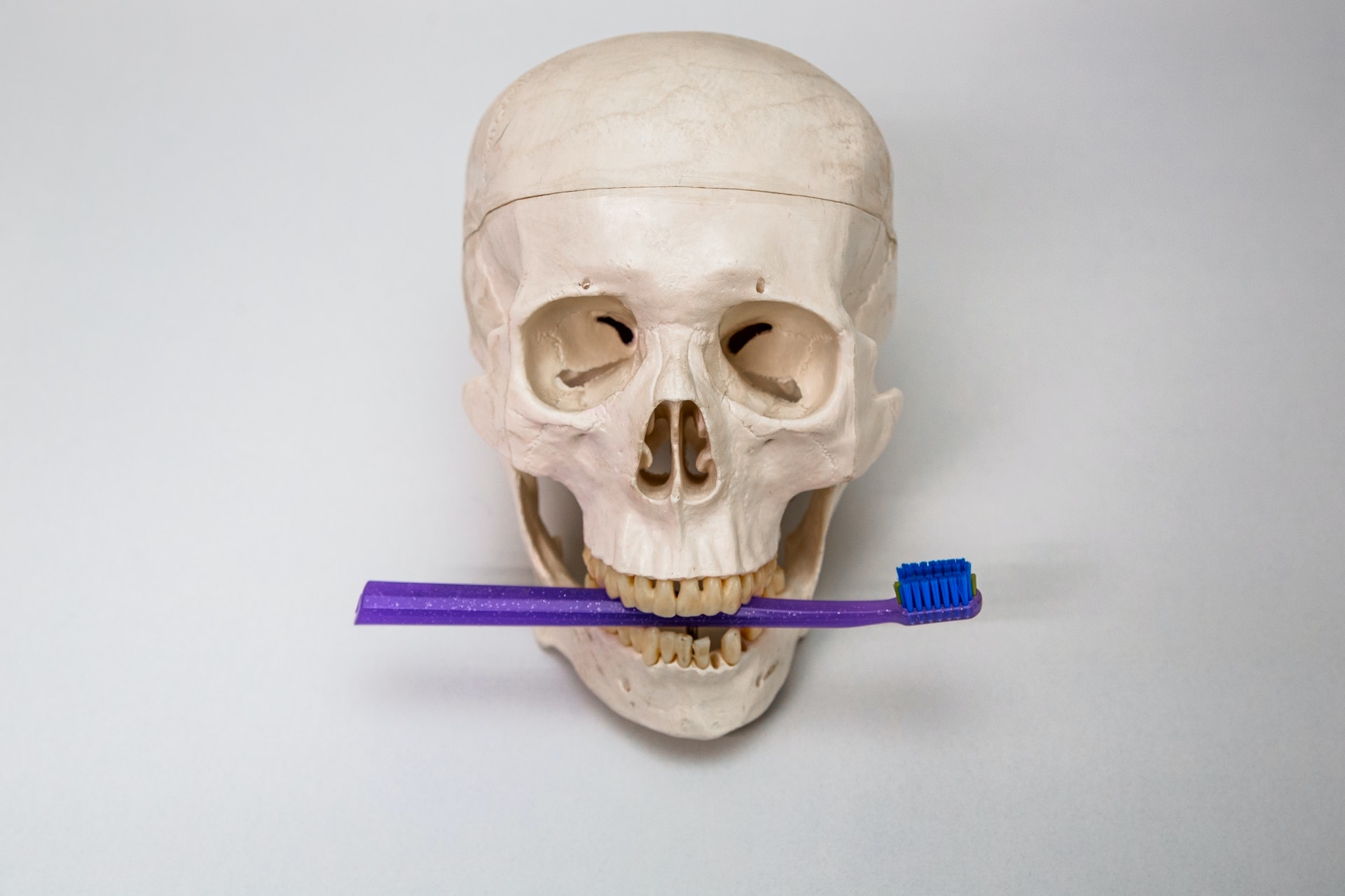 Human skull holding toothbrush between teeth