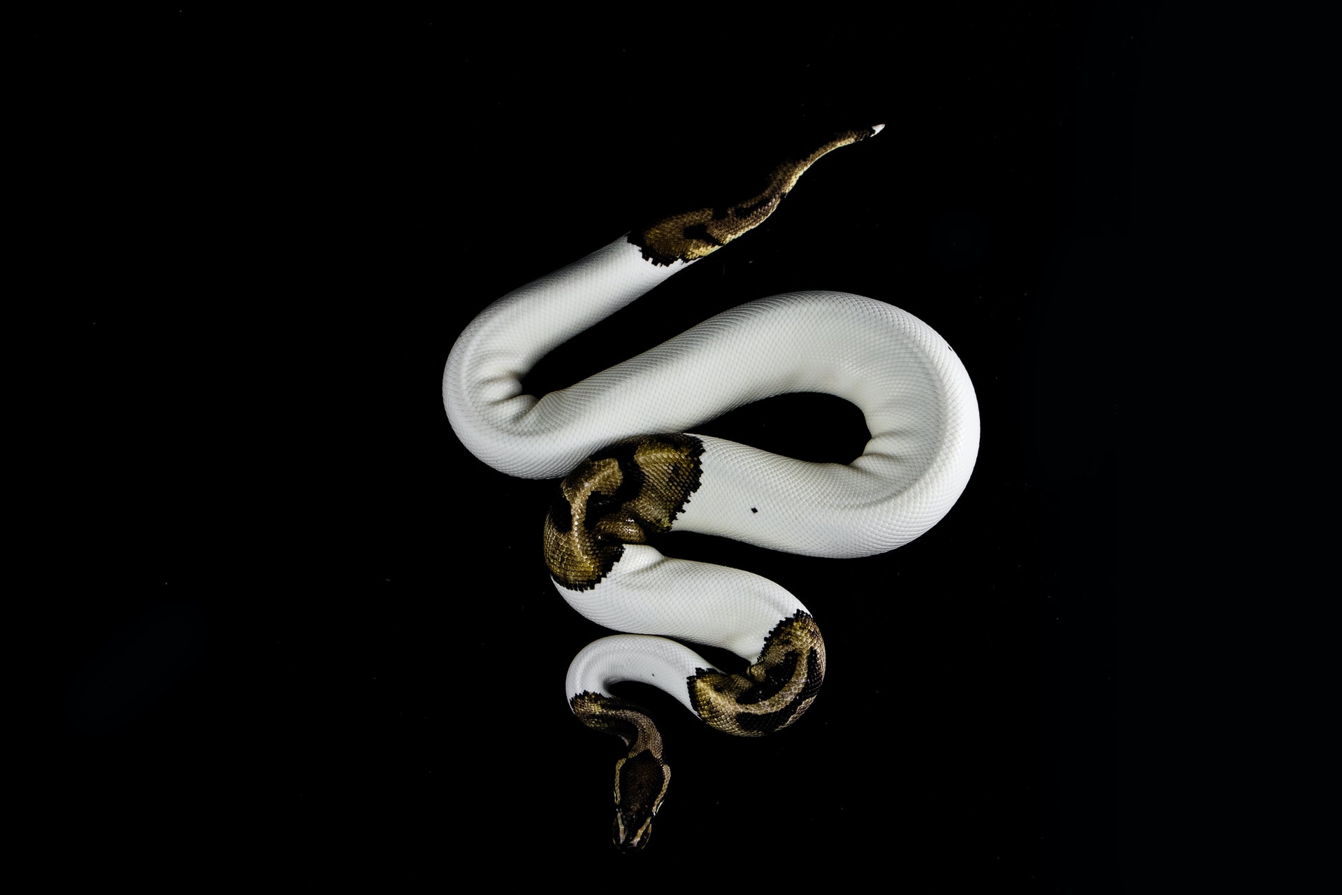Ball Python